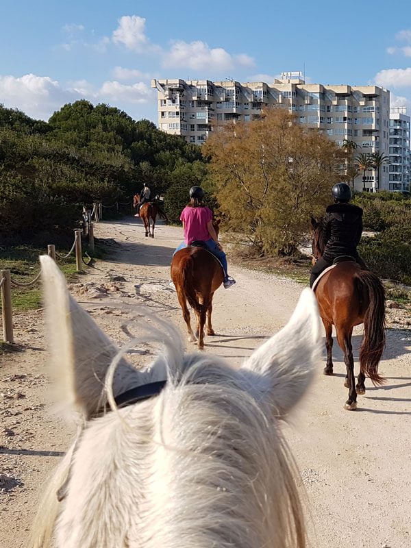 Guests interacting with horses
